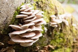 When To Harvest Oyster Mushroom