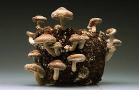 Fruiting Your Mushroom Grow Kit