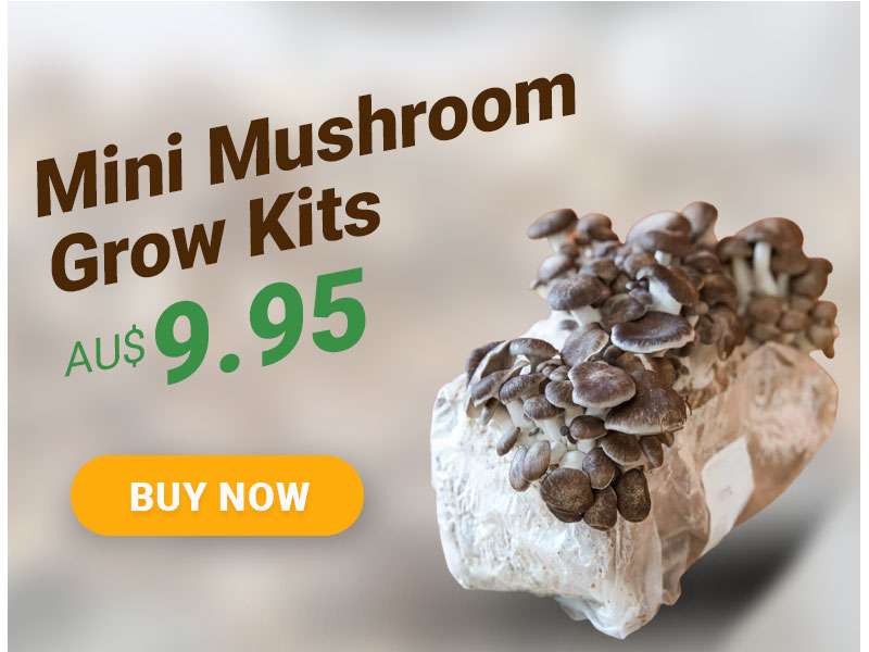 Mushroom Grow Kit Mushroom Farm Supplies From 9.95!