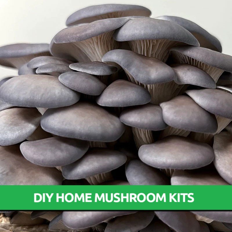 Blue Shimeji Grow Kit Only 19.95! Mushroom Farming