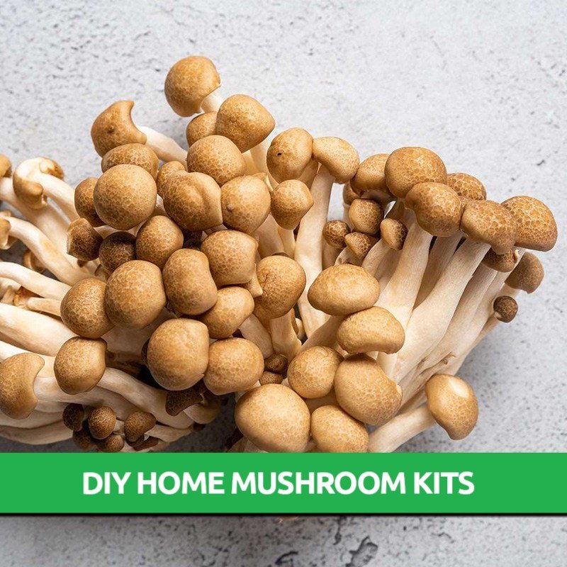 Brown Shimeji Mushroom Grow Kit Only 19.95! Aussie Mushroom Supplies