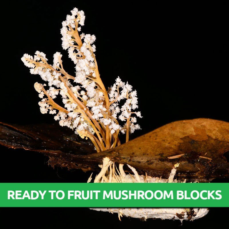 Cordyceps Tenuipes Ready To Fruit Block Only 39 95 Mushroom Cultivation