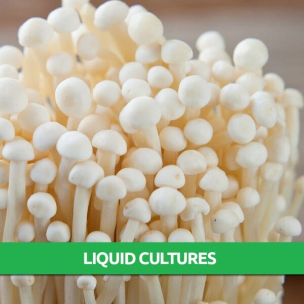 Enoki Liquid Culture Only 8.95! Mushroom Farm Supplies