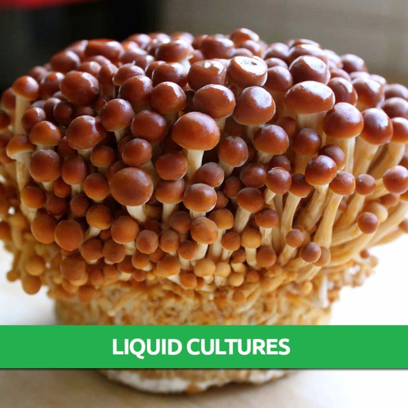 Golden Enoki Liquid Culture - Only $8.95! - Mushroom Grow Kits