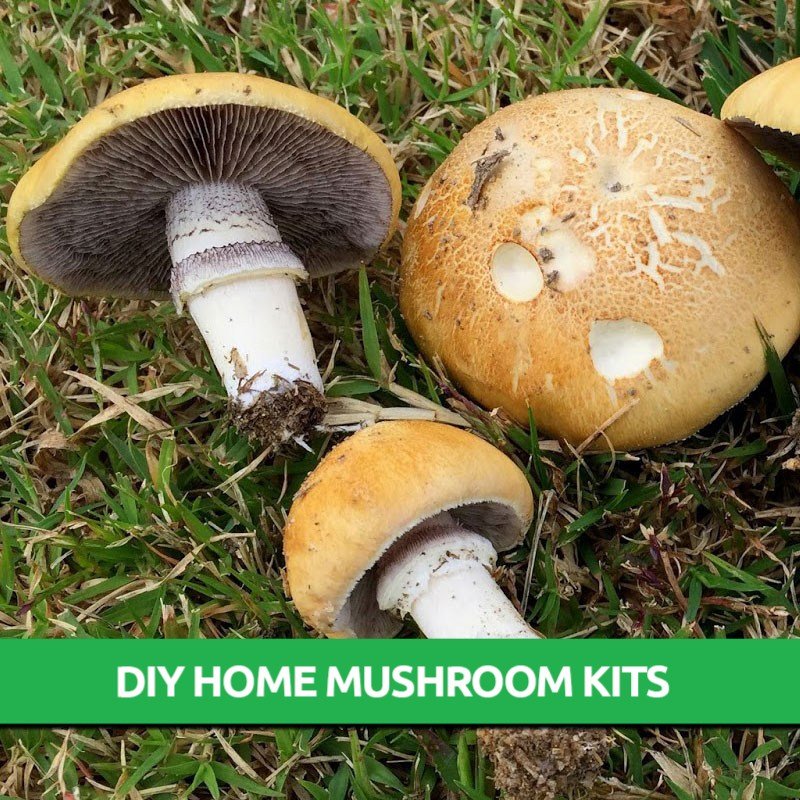 Golden Wine Cap Mushroom Grow Kit Only 19.95! Mushroom Farm Supplies
