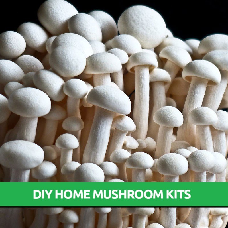 Ivory Shimeji Mushroom Grow Kit Only 19.95! Mushroom Farm Supplies