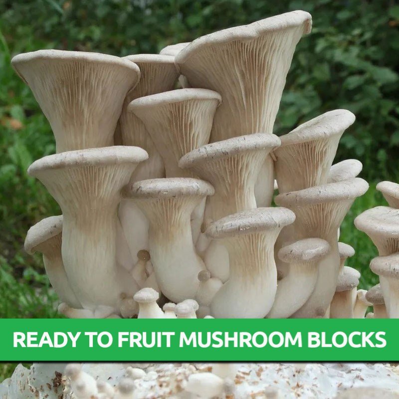 King Trumpet Oyster Ready To Fruit Block Only 39.95! Mushroom Grow Kits