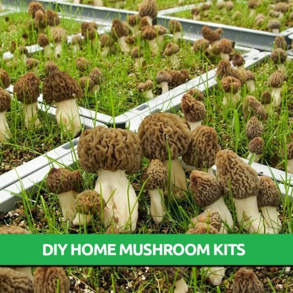 Morel Mushroom Grow Kit Only 19.95! Mushroom Cultivation