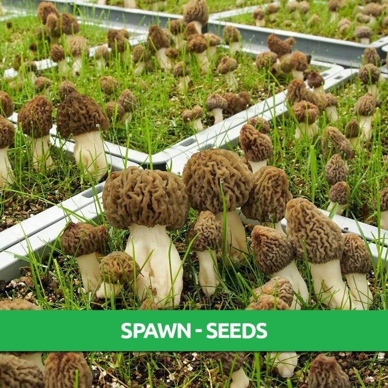 Morel Spawn - Only $19.95! - Mushroom Farming