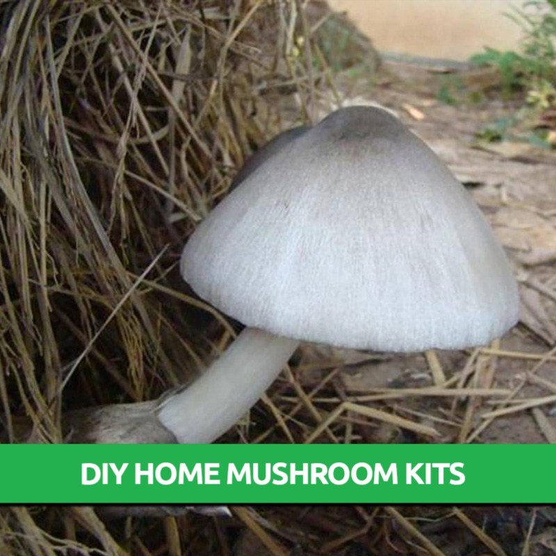 Paddy Straw Mushroom Grow Kit Only 19.95! Mushroom Grow Kits