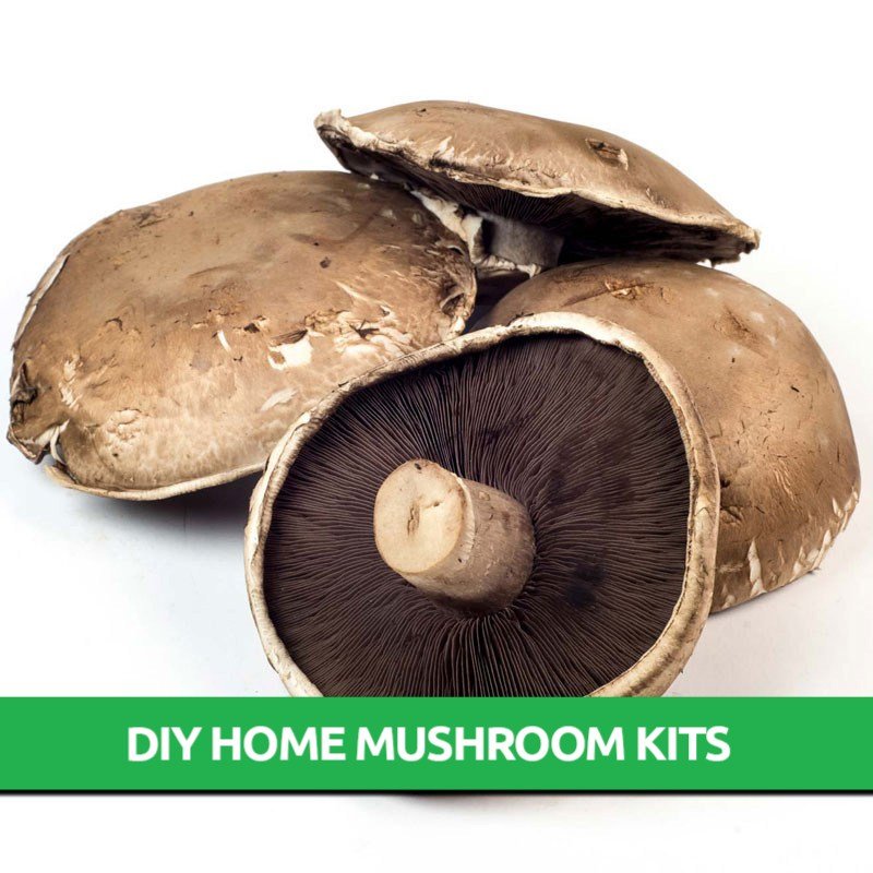 Portobello Mushroom Grow Kit Only 19.95! Mushroom Farm Near Me