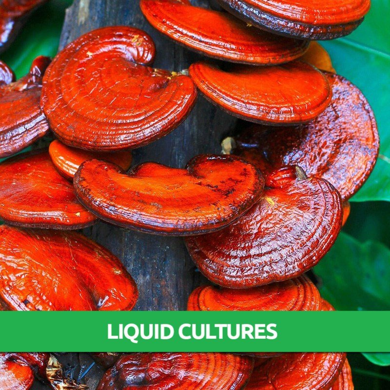Red Reishi Liquid Culture Only 8.95! Mushroom Farm Near Me