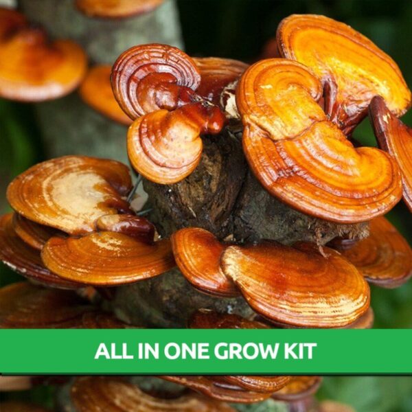 Reishi Ganoderma Lingzhi All In One Mushroom Grow Bag - Only $19.95 ...