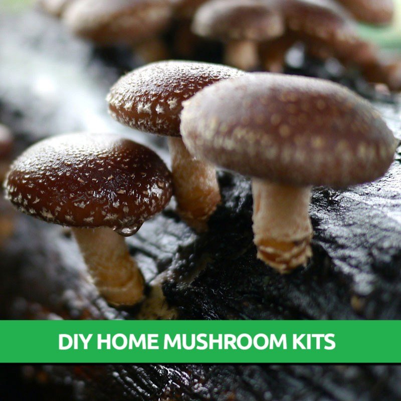Shiitake 5000 Mushroom Grow Kit Only 19.95! Mushroom Grow Kits
