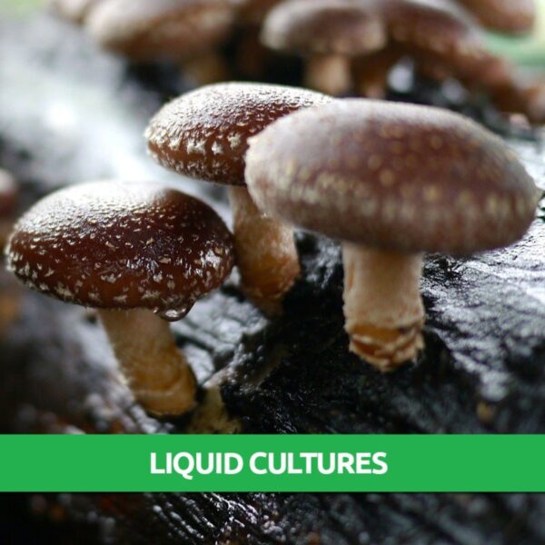 Straw Shiitake Liquid Culture Mushroom Farm Near Me