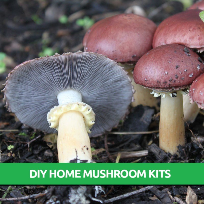 Wine Cap Mushroom Grow Kit Mushroom Cultivation
