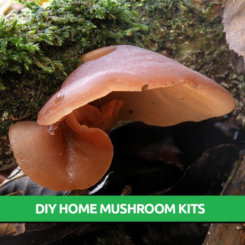 Wood Ear Grow Kit Only 19.95! Mushroom Farm Supplies