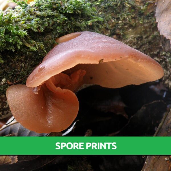 Wood Ear Spore Print Only 9.95! Mushroom Farming
