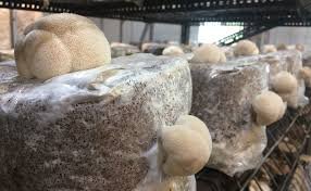 Fruiting Your Mushroom Grow Kits