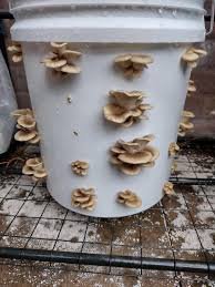 Mushroom Bucket Tek