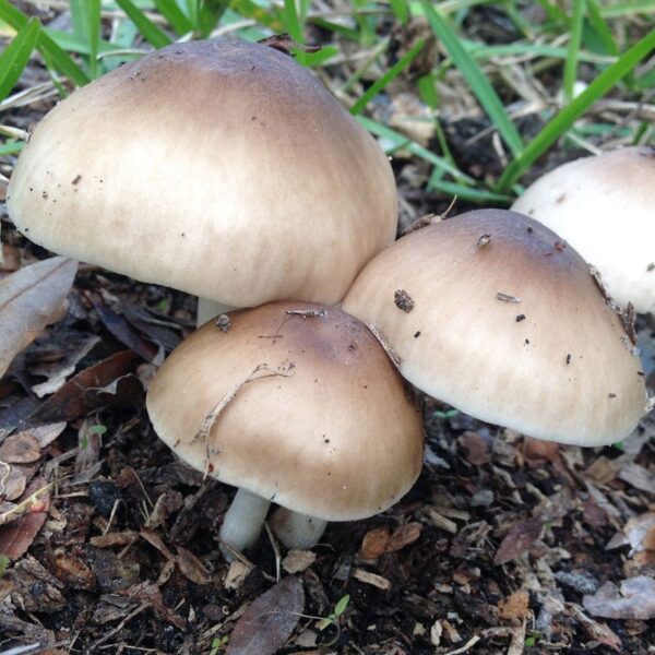 Deer Mushroom Plugs