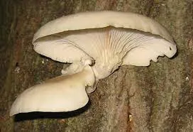 Florida Oyster Grow Kit