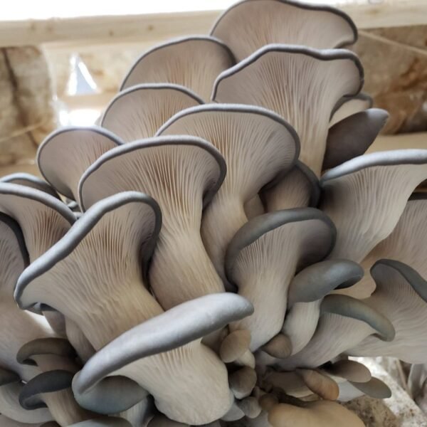 Grey Oyster Plugs