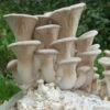 King Trumpet Oyster Grow Kit