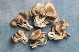 Korean Oyster Liquid Culture
