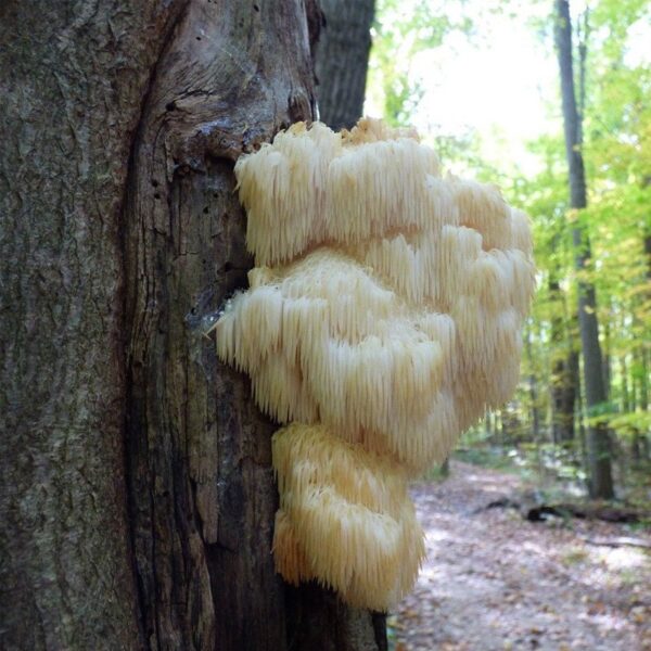 Lion'S Beard Spore Print