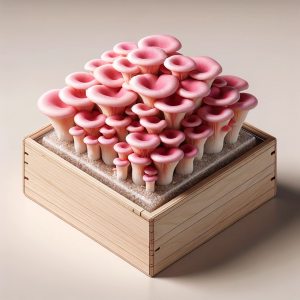 Pink Oyster Mushroom Grow Kit