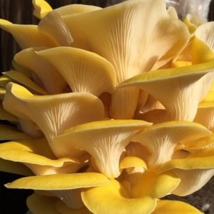 Yellow Oyster