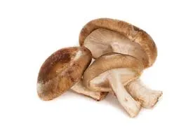 Shiitake Southern Sky Liquid Culture