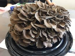 Maitake Mushroom Cultivation