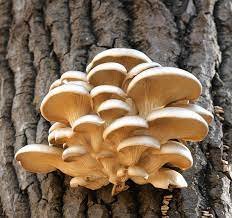 Pleurotus Ostreatus Mushroom