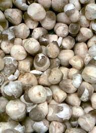 Paddy Straw Mushroom Fruiting Conditions