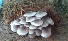 Volvariella Volvacea Mushroom